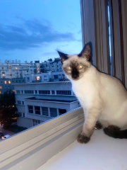 Cataleya