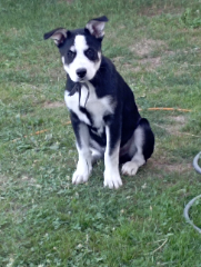 Balto