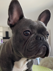 Sirius
