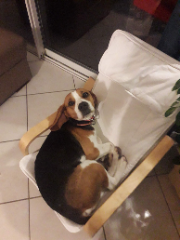 Mister