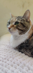 Loona