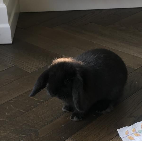 Photo de Pepita