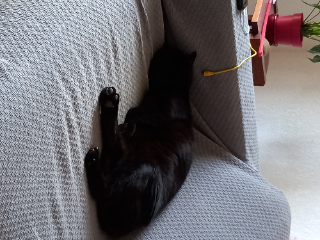 Filou