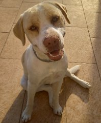 Saïko