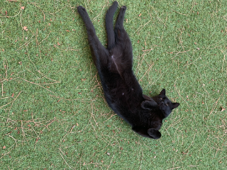 simba