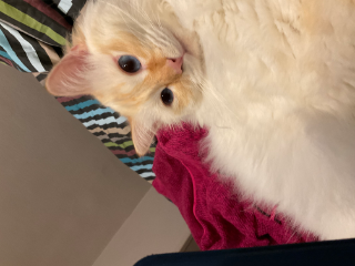 Rouxy