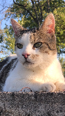 Max