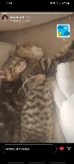 Taïko