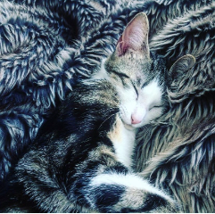 Mila