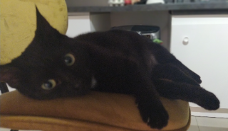 STELLA