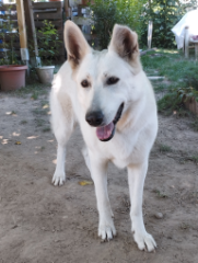 Onix