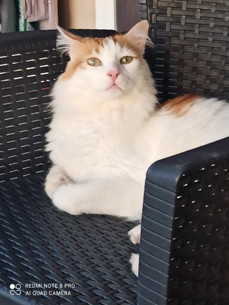 Photo de Gnappo
