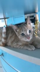 Pti mimi