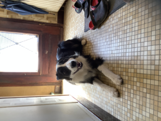 Pongo