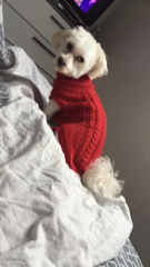 BUDDY