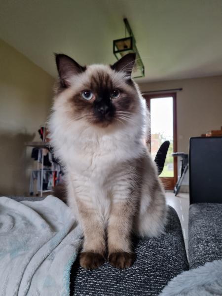 Simba