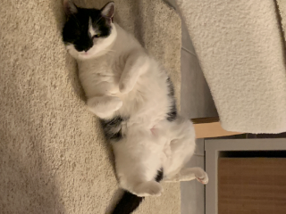 Mimi