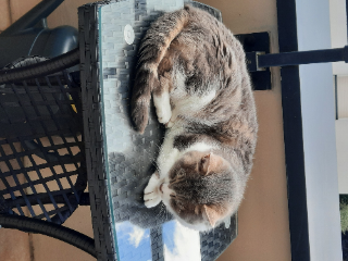 MIMI