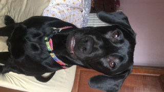 Negrita