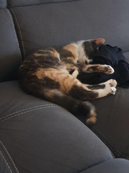Maya