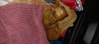 Pepsie