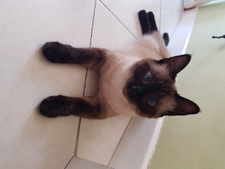 Eiko