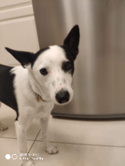 Kimi