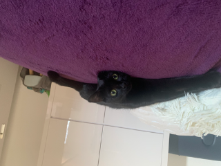 Mia
