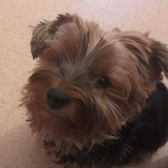 Djazy