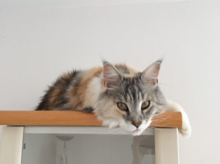 Nikita