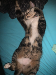 Tobi