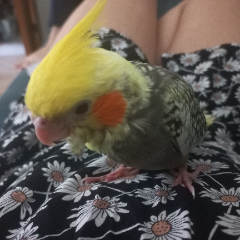 Bonbon