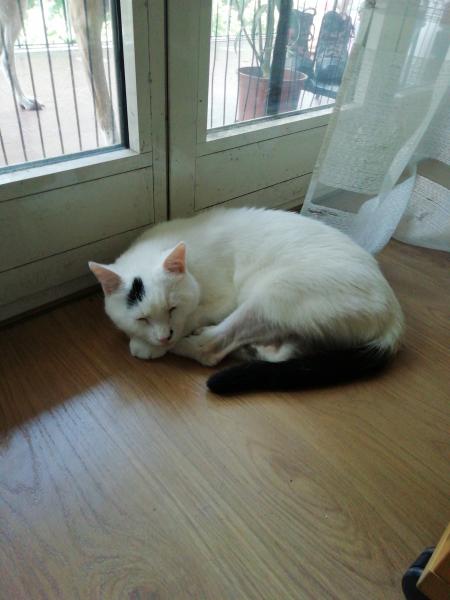 Photo de Piumino