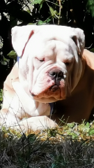 Tyson