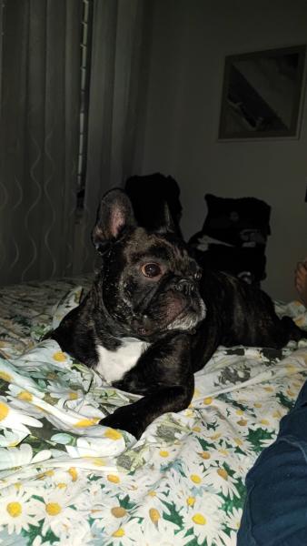 Photo de Bruto