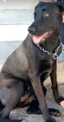 Nala