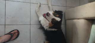 Nala