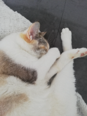 Maya