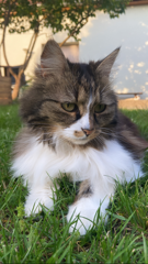 Poupoune
