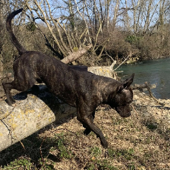 Koba