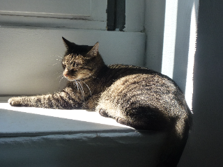 Emile