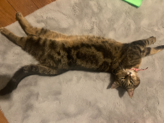 Minette
