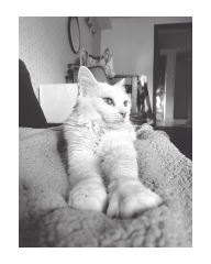 Olly