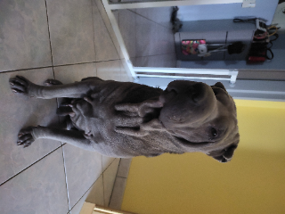 Galdor