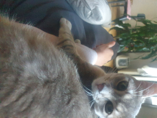 Rocky