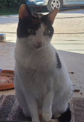 Mia