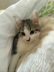 Nala