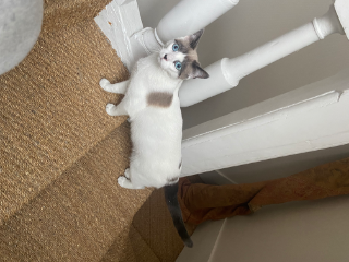 Yuki