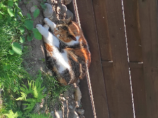 Mimi