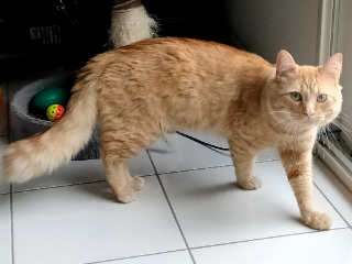 Simba